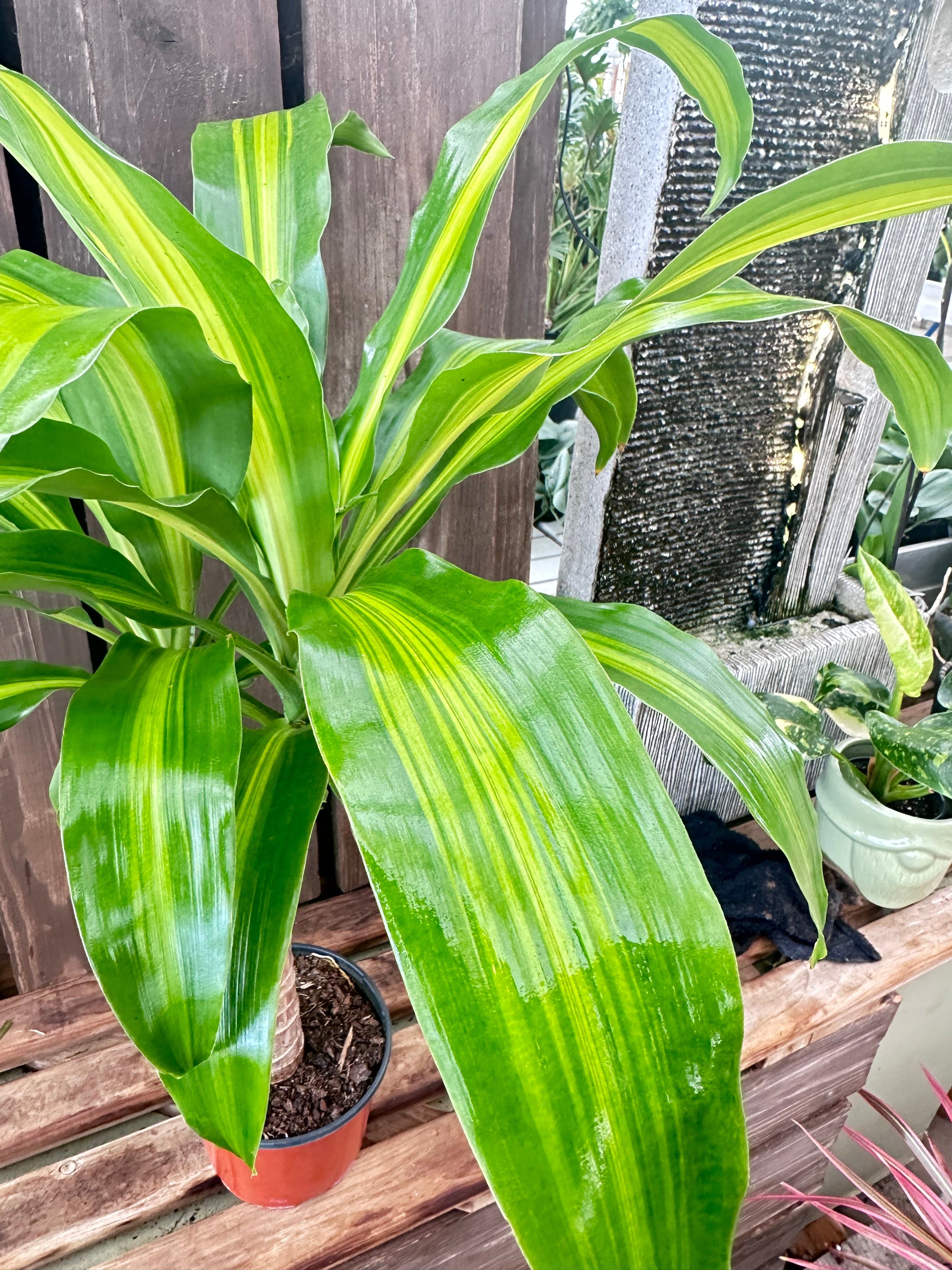 7+ Dracena Massangeana Care Dracena Massangeana cane 6po – Terre Nature
