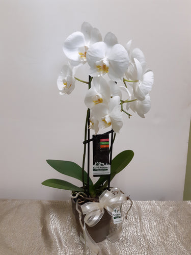 A-1284 -  Orchidées - Phalaenopsis