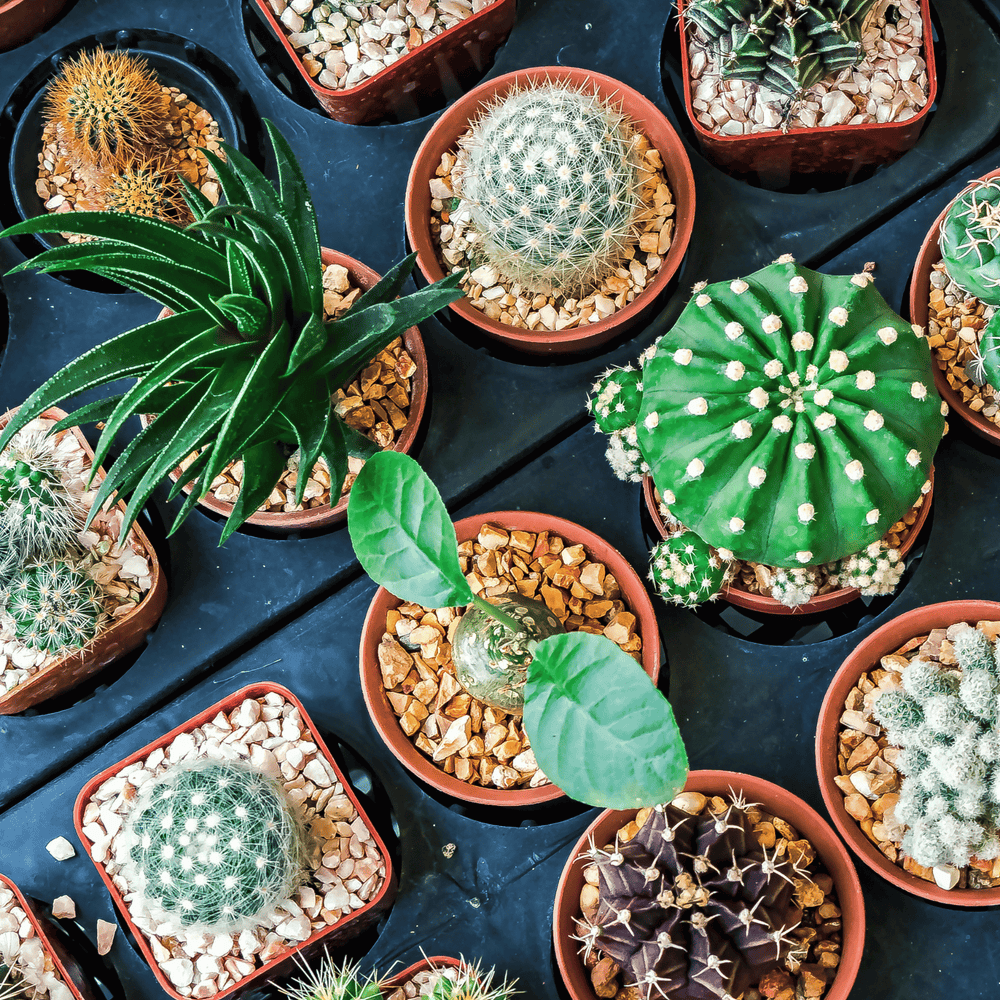 Apportez une touche zen et minimaliste avec les bambous et les cactus