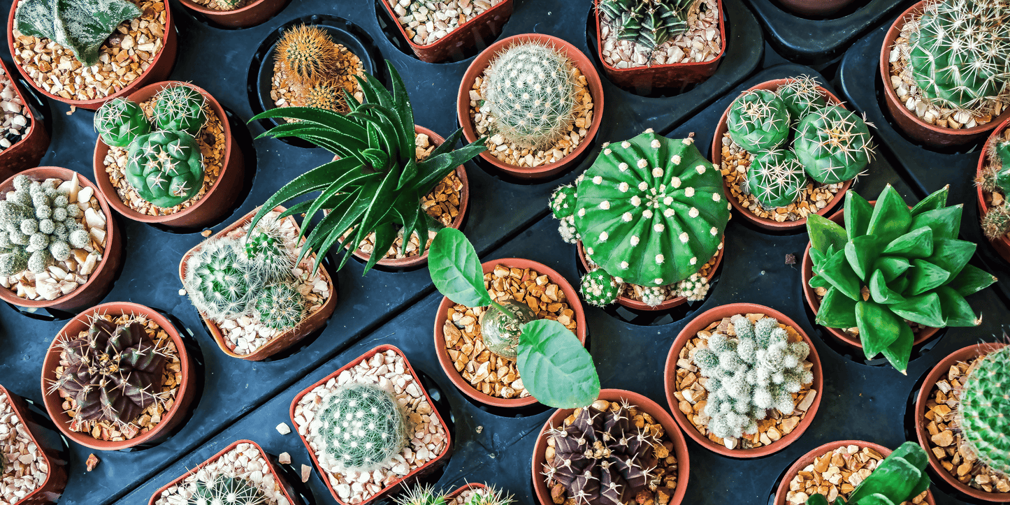 Apportez une touche zen et minimaliste avec les bambous et les cactus