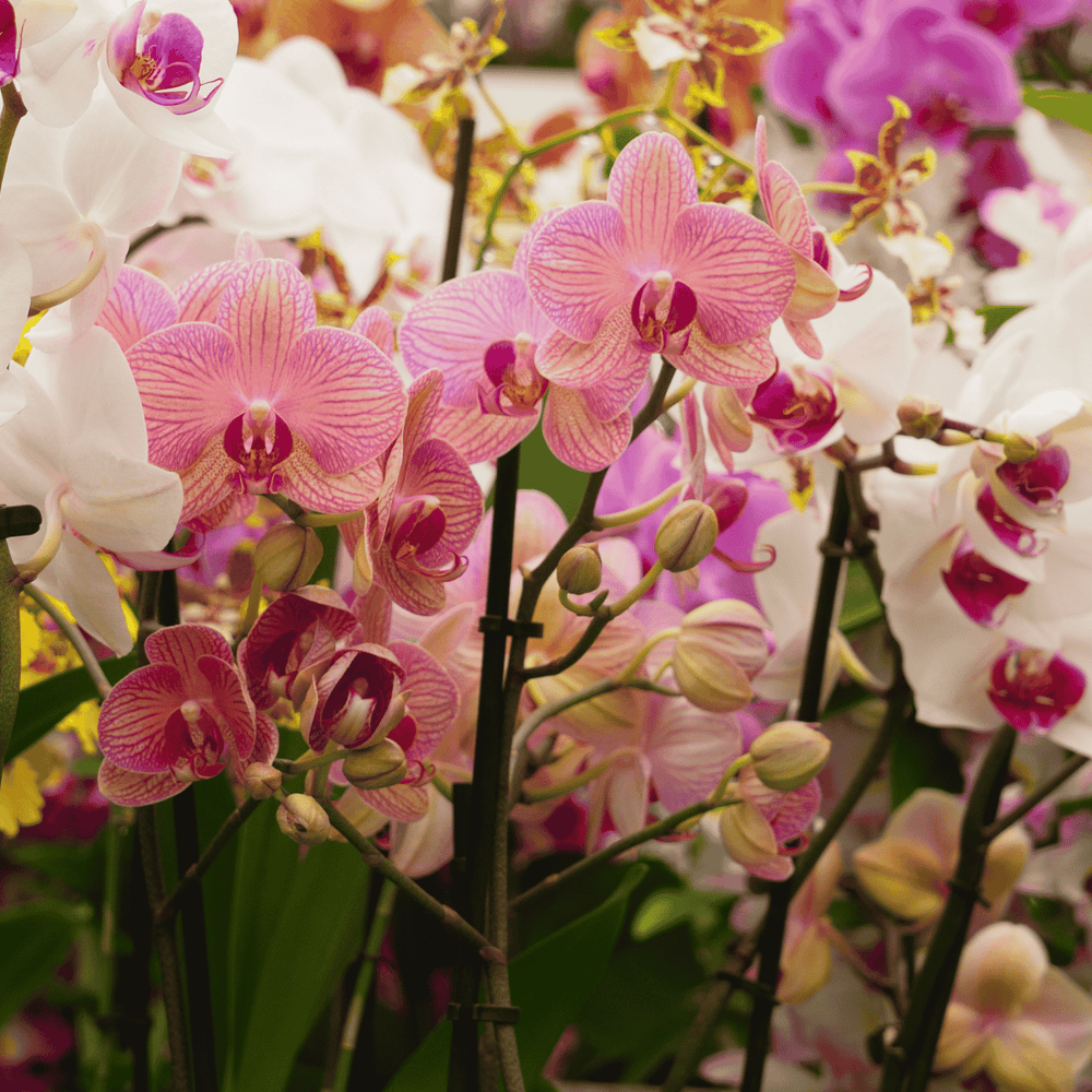 Apportez de la couleur à votre maison avec les broméliacées et orchidées
