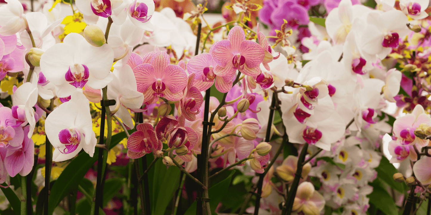Apportez de la couleur à votre maison avec les broméliacées et orchidées