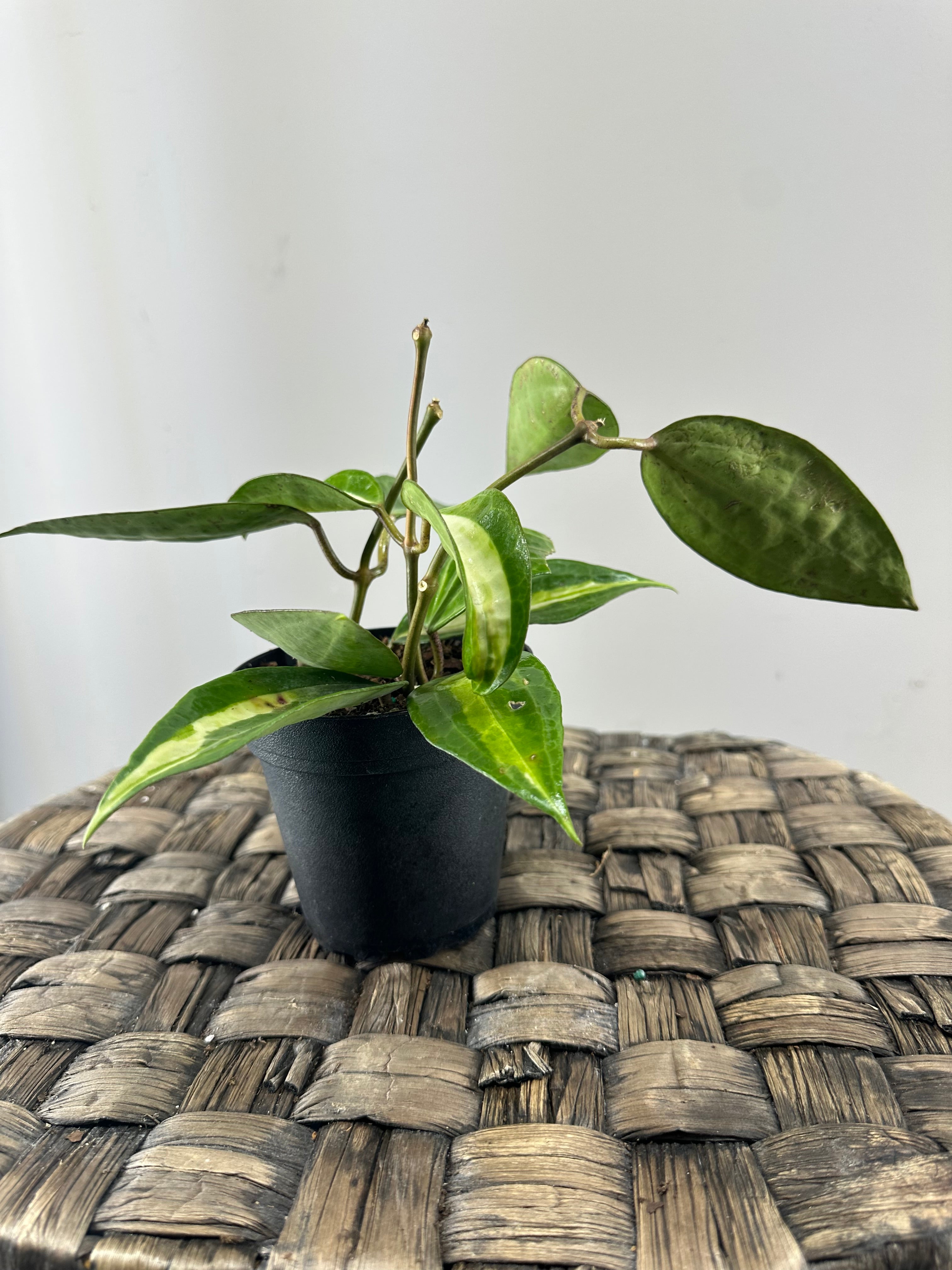 Hoya Latifolia pot of gold 4po – Terre Nature