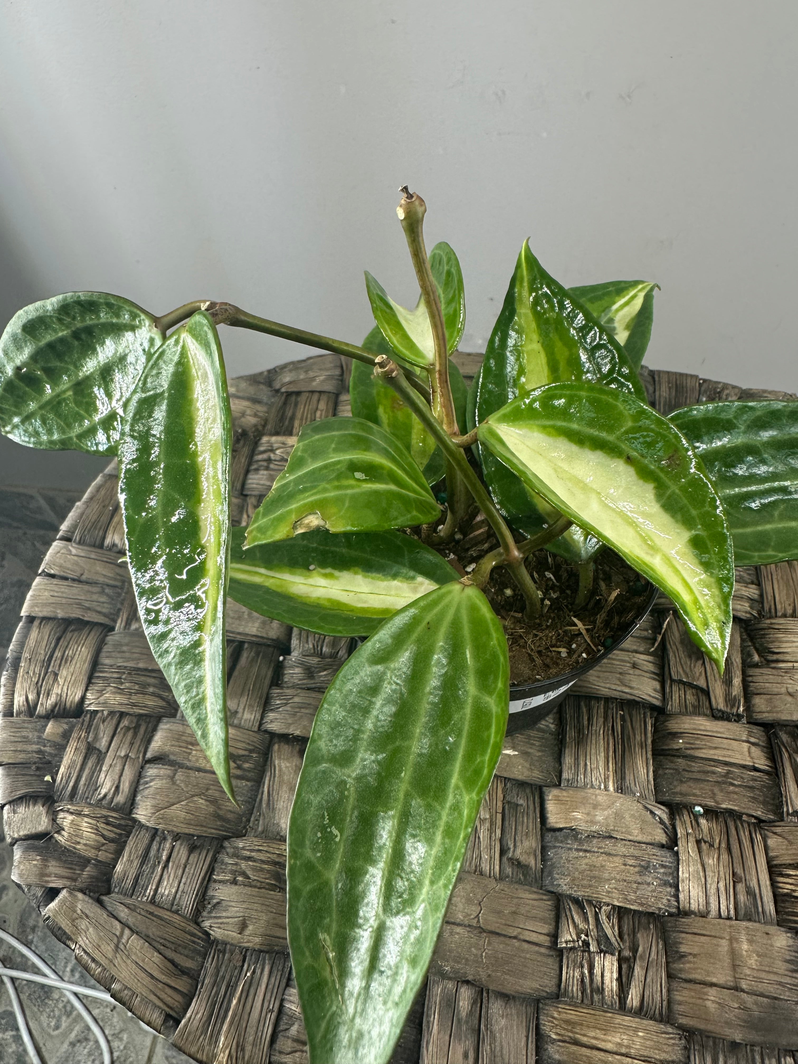 Hoya Latifolia pot of gold 4po – Terre Nature