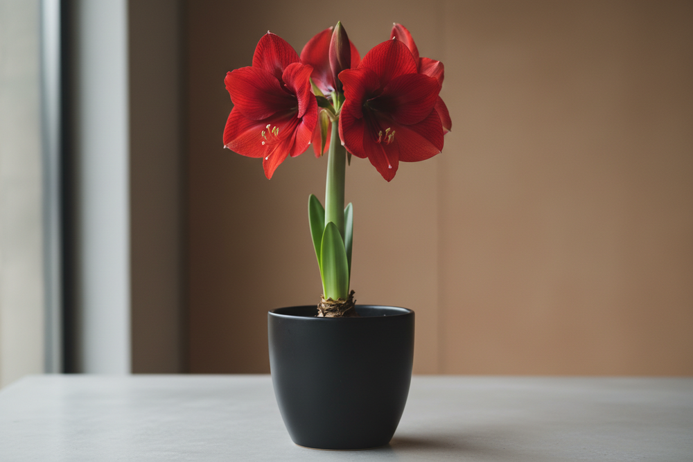 Amarylis rouge dans un pot noir