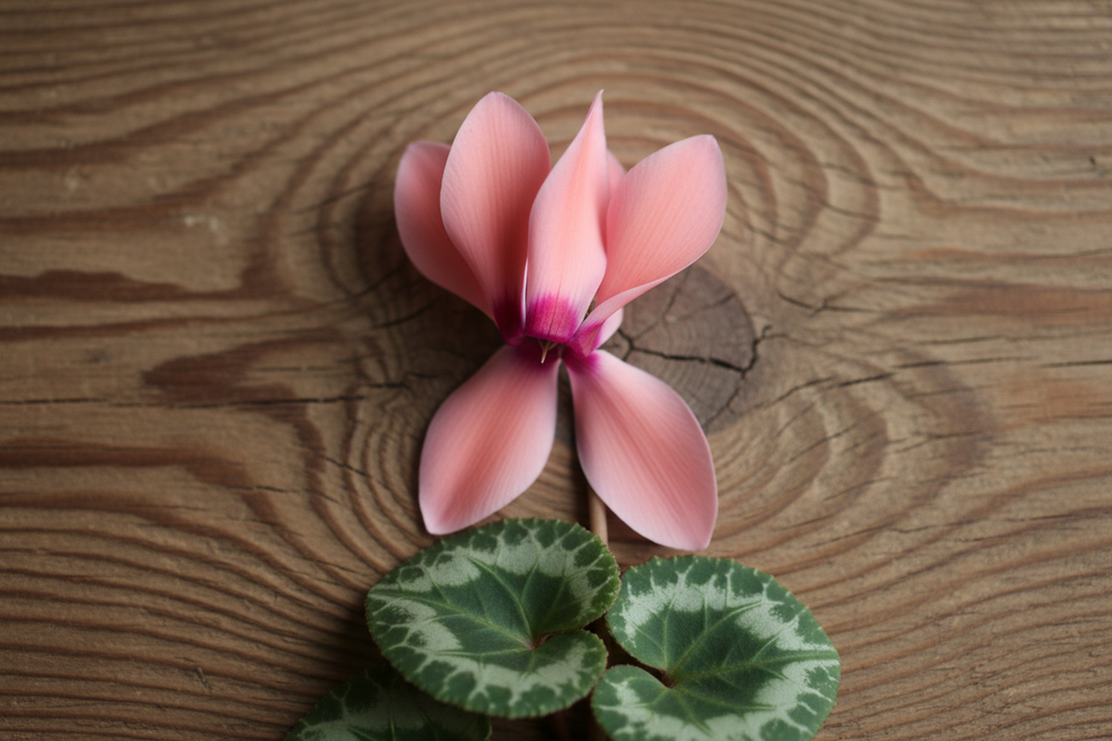 
                  
                    cyclamen rose sur un fond de bois
                  
                
