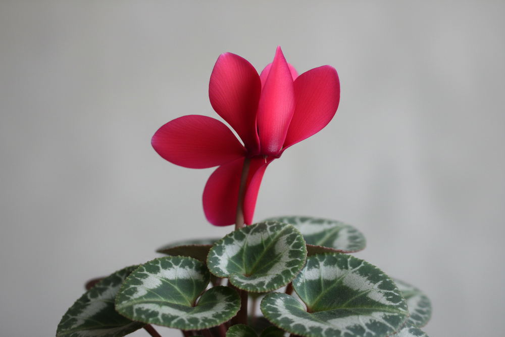 fleur de cyclamen rouge