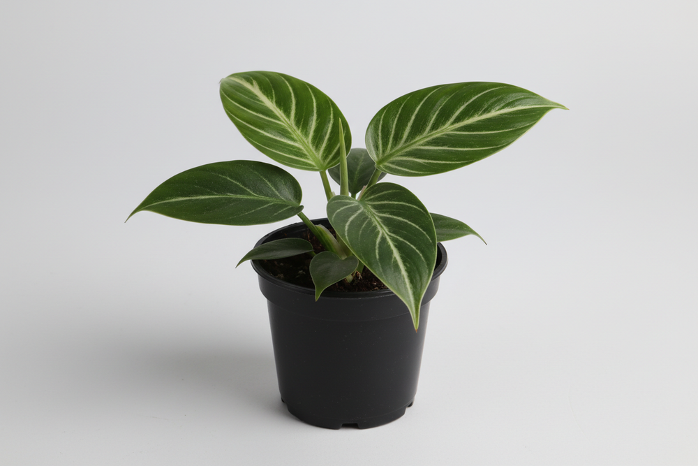 philodendron birkin pot 2.5 pouces pot noir