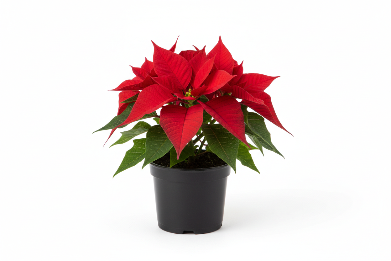 poinsettia rouge pot noir 4 pouces