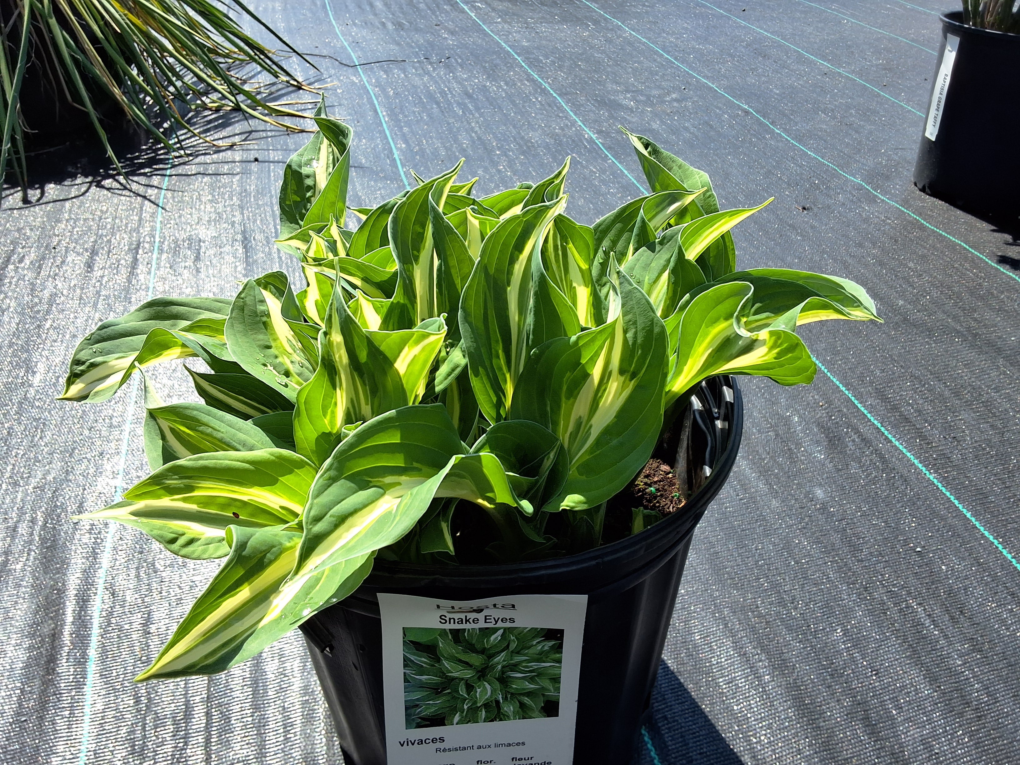 Hosta Snake Eye – Terre Nature