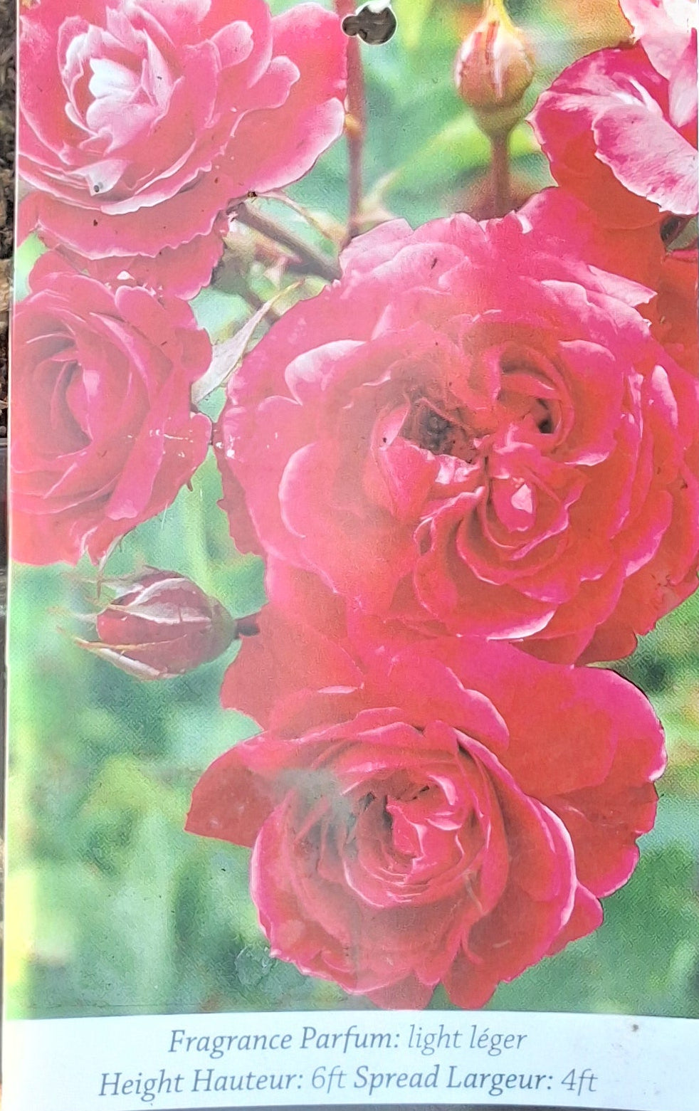 Rosier Alexander Mackenzie Terre Nature rosier-alexander-mackenzie-terre-nature