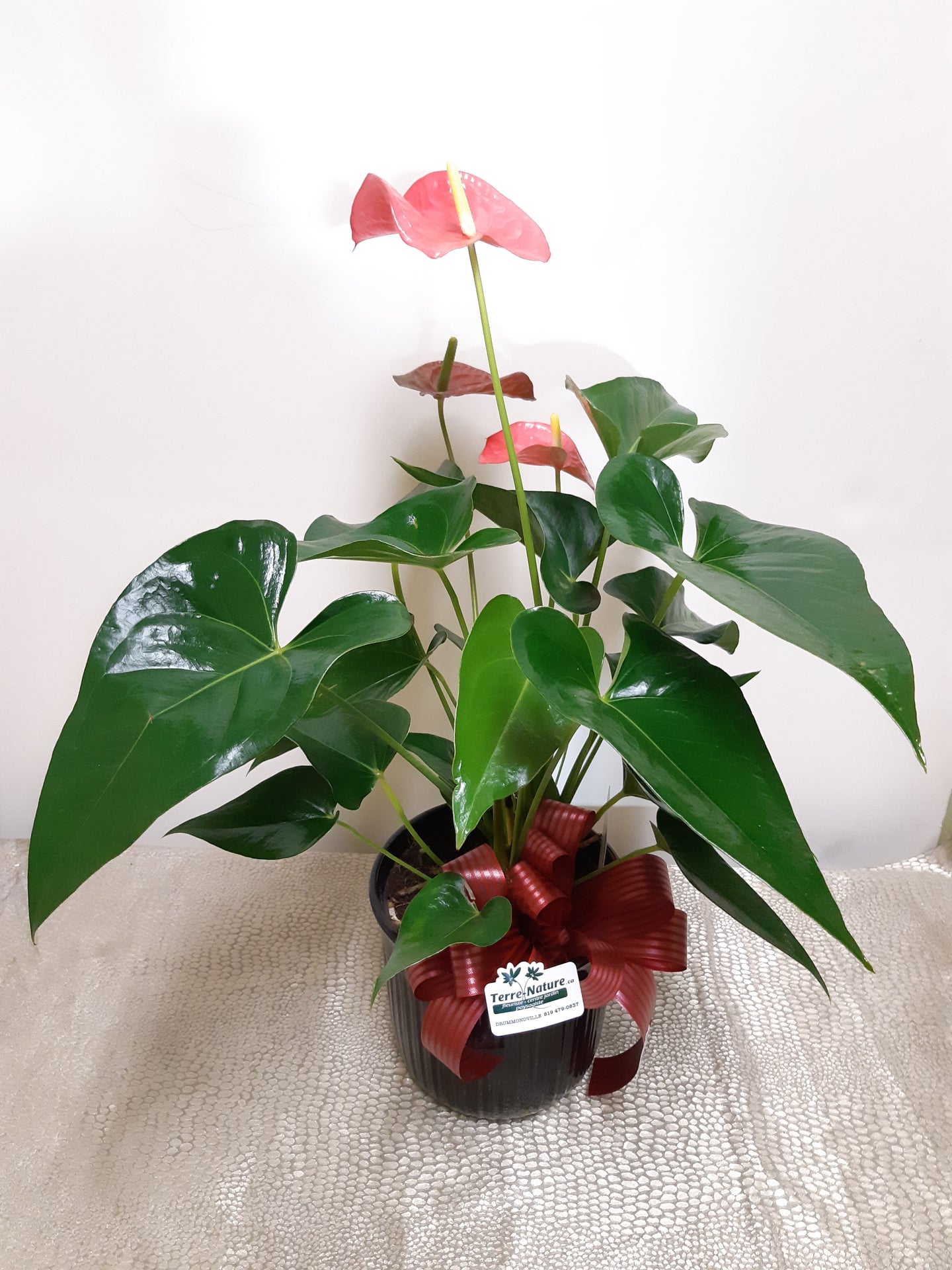 Anthurium rouge en pot de céramique noir de 6po