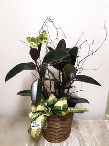Arrangement avec Ficus Elastica Burgundy (pot de 10po)